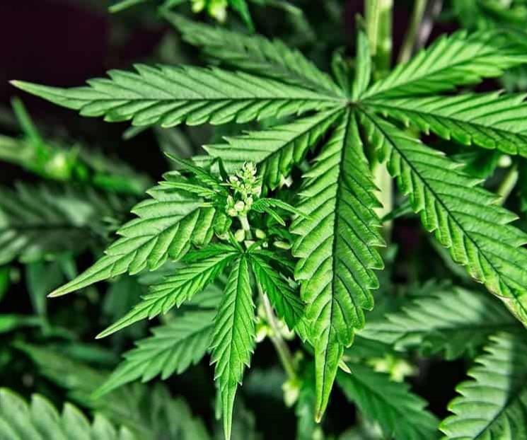 Piden al Senado modificar dictamen sobre cannabis