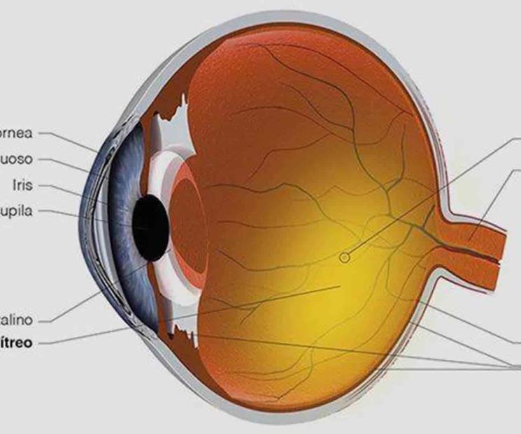 Glaucoma: El ladrón silencioso de la visión