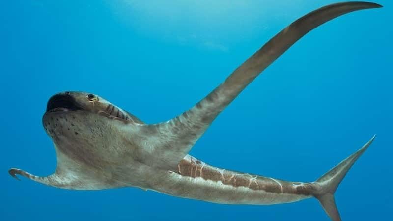 Fósil de antiguo tiburón con alas es descubierto en México