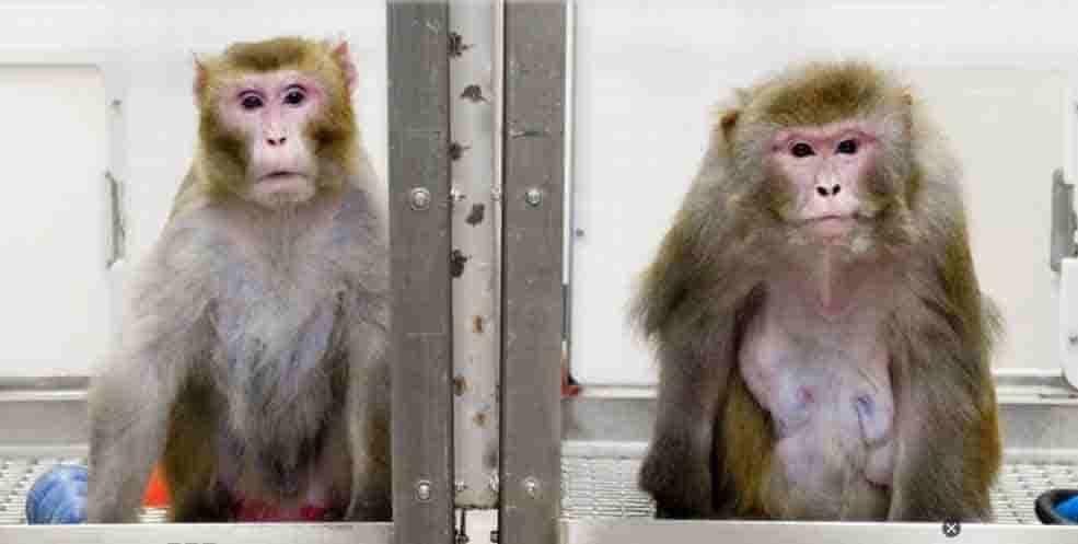 Escasez de monos para experimentación, riesgo para vacunas