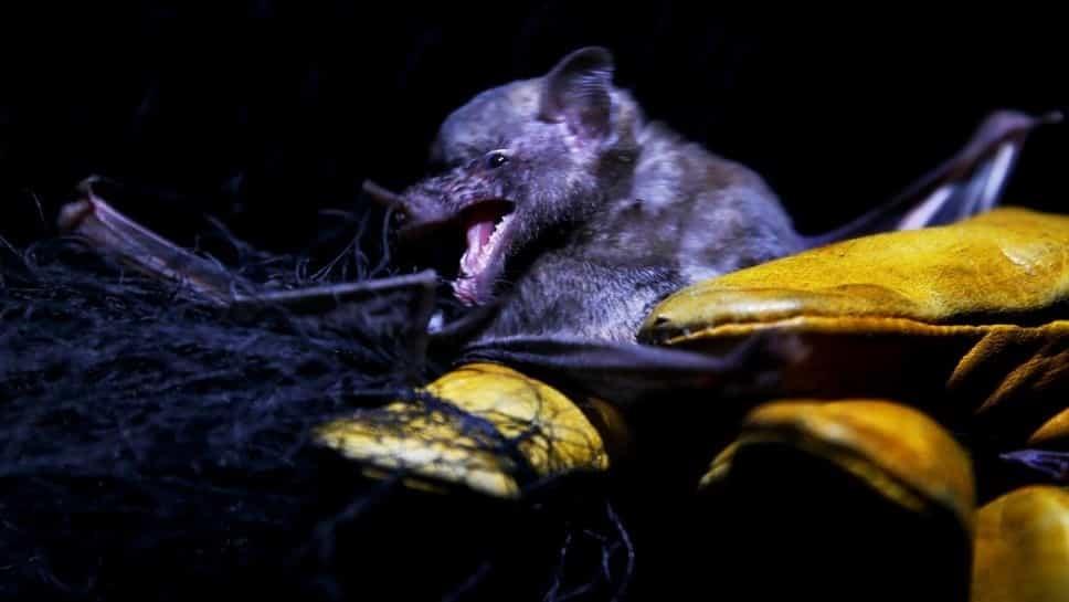 Murciélagos atrae a científicos en México