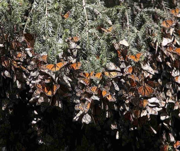 Mariposas monarcas reducen su presencia en México