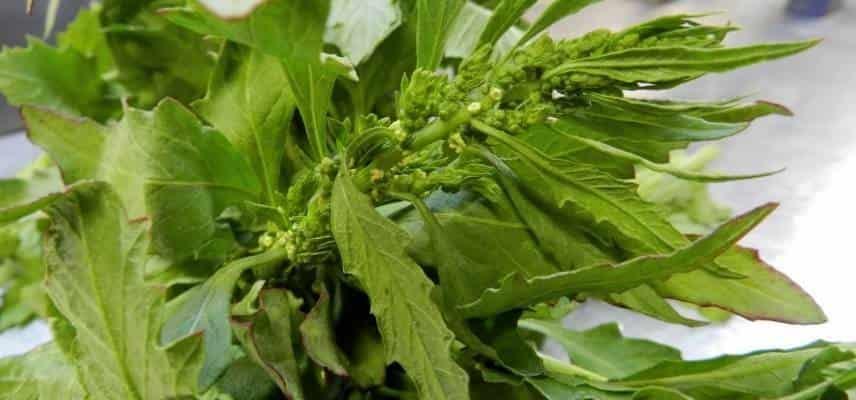 Epazote, una planta ancestral que armoniza la cocina