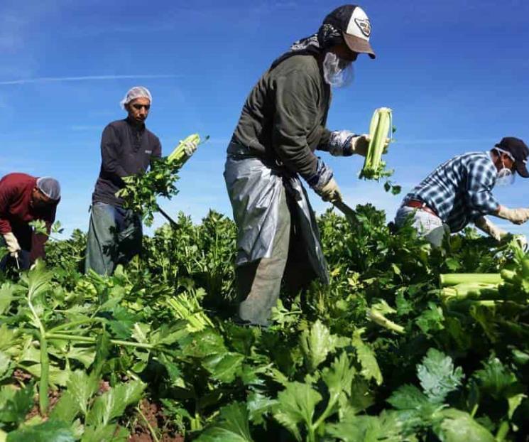 Pide México a EU cumplir leyes laborales en sector agrícola