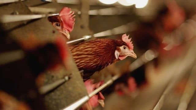 Detecta China primer contagio de gripe aviar en humanos