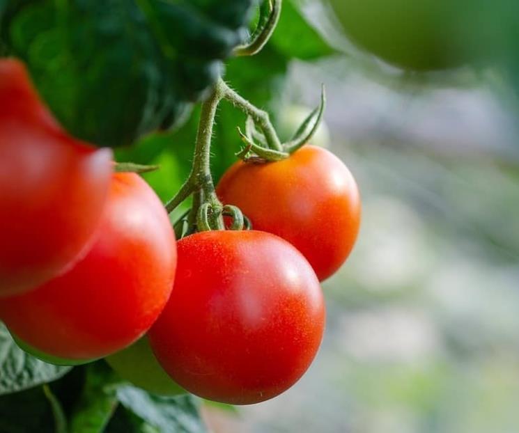 Seis variedades de tomates que alguna vez has comido