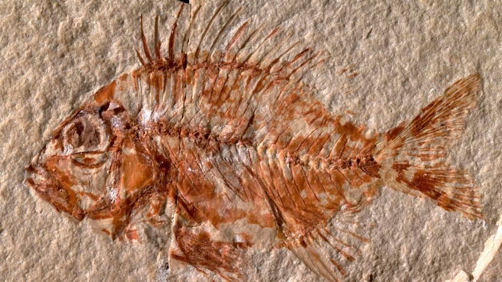 Hallan fósil de pez que vivió hace 95 millones de años