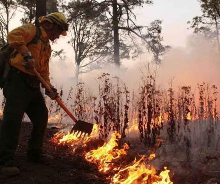 Golpean los incendios forestales al mundo