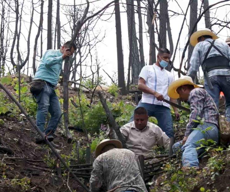 Piden apadrinar un pino para el Bosque Escuela de la UANL