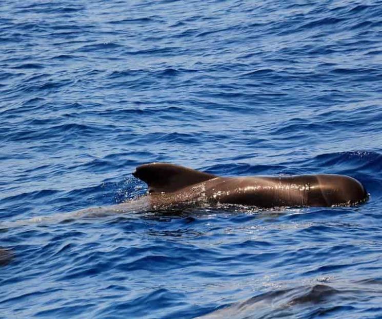 Buscan rescatar único santuario de ballenas en Europa