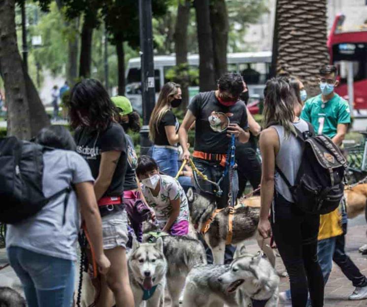 Mascotas no contagian a humanos de Covid: UNAM