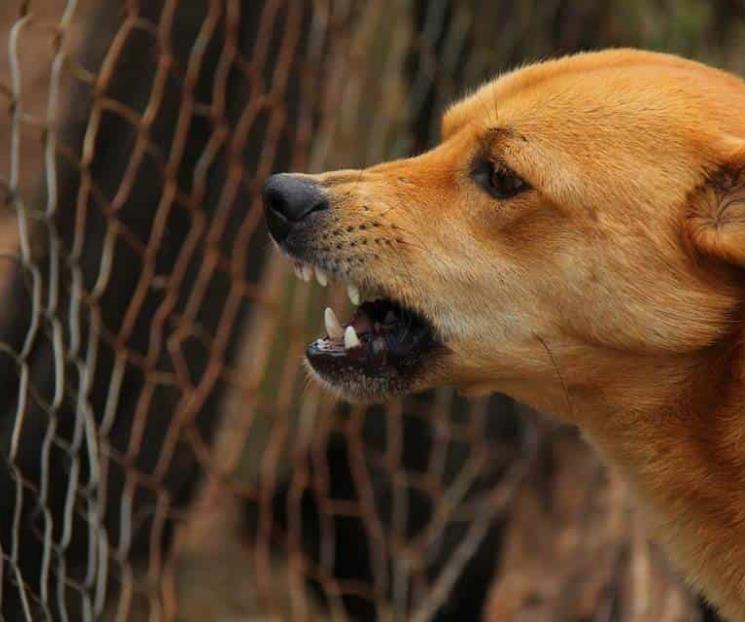 La rabia no sólo se transmite por la mordedura canina: UNAM