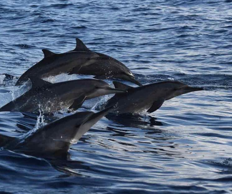 ?Prohíbe EU nadar con los delfines giradores de Hawai