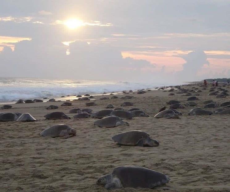 Llegan más de 350 mil tortugas golfinas a santuarios