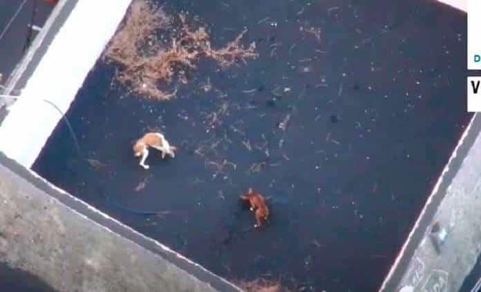 Autorizan plan rescate de perros atrapados en medio de lava