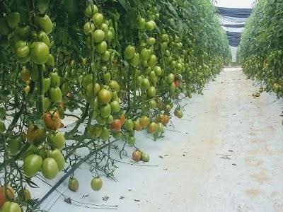 Frena EU importación de tomate de empresa mexicana