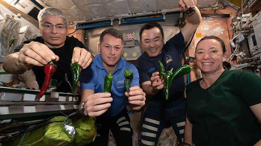 Cultivan astronautas chiles en la EEI