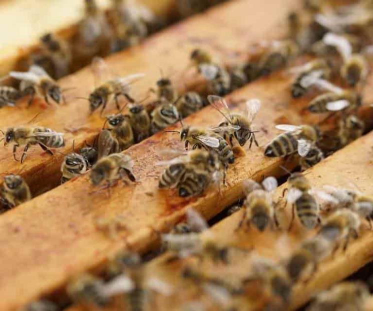 Presentan atlas sobre las abejas en México