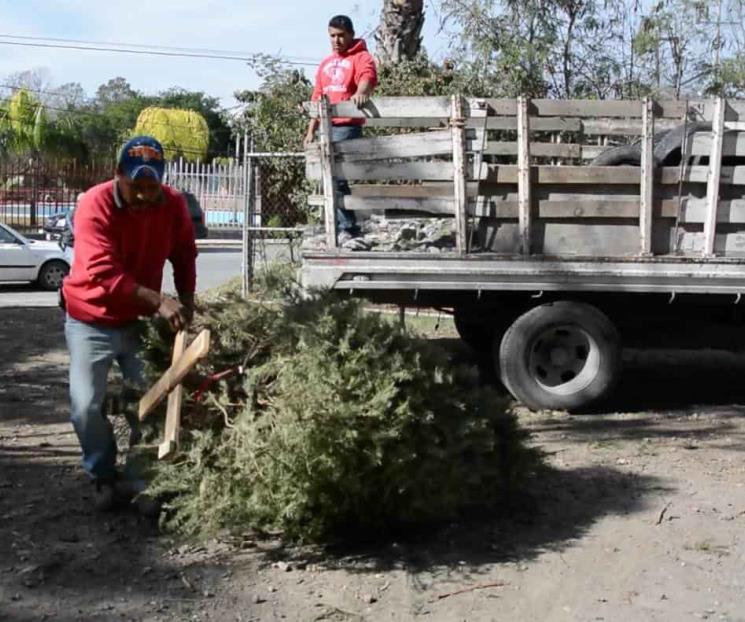 Recolectarán árboles de Navidad en plazas de Apodaca