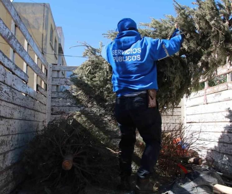 Convertirá SP pinos navideños en abono