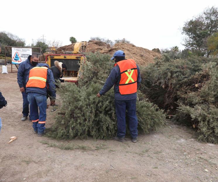 Invita SN a reciclar árboles de Navidad