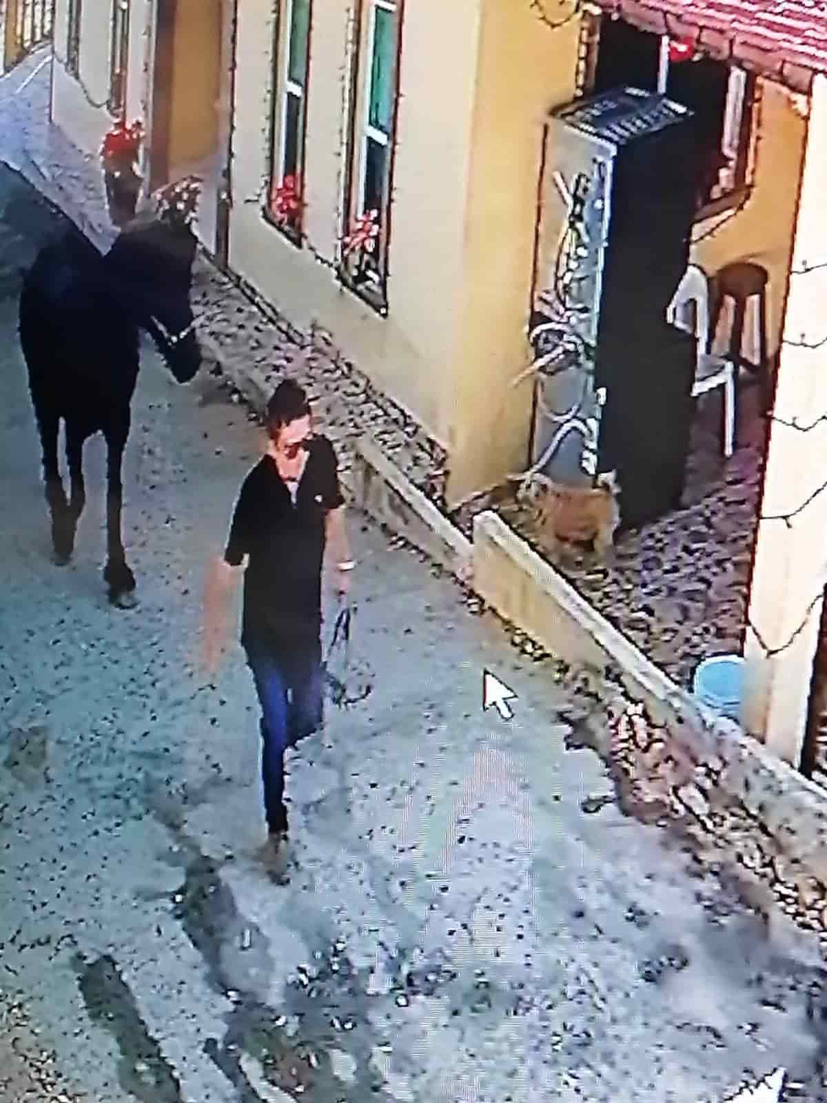 Logran ubicar el caballo Frisón que fue robado en un establo del municipio de Allende