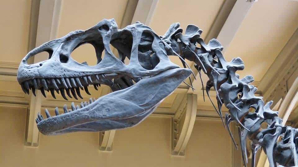 Descubren primera evidencia de dinosaurio enfermó de gripe