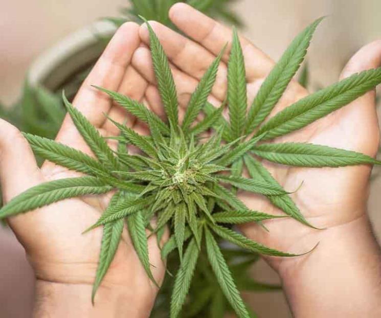 Prevalece estigma sobre uso del cannabis: UNAM