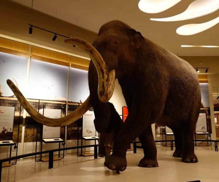 Abre sus puertas el museo del mamut