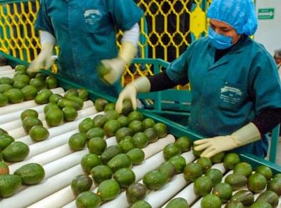 Dan aguacateros a EU opción para exportar