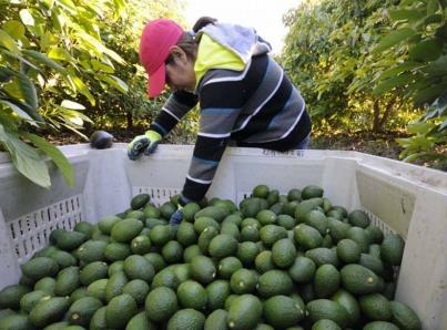 EU pide seguridad para restablecer exportación de aguacate