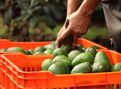 Prevén que próxima semana se reanude exportación de aguacate