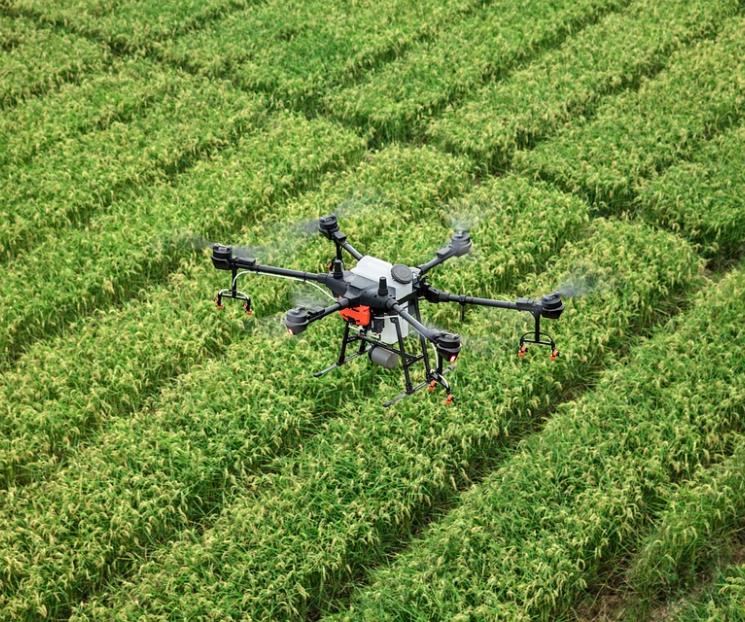 Reforestan bosques mexicanos con drones