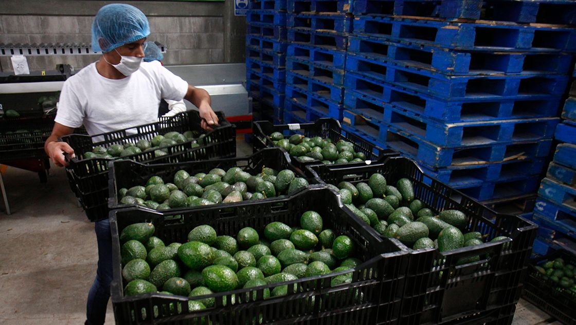 Exportaciones de aguacate de Michoacán a EU podrían reanudarse próxima  semana - INCOMEX