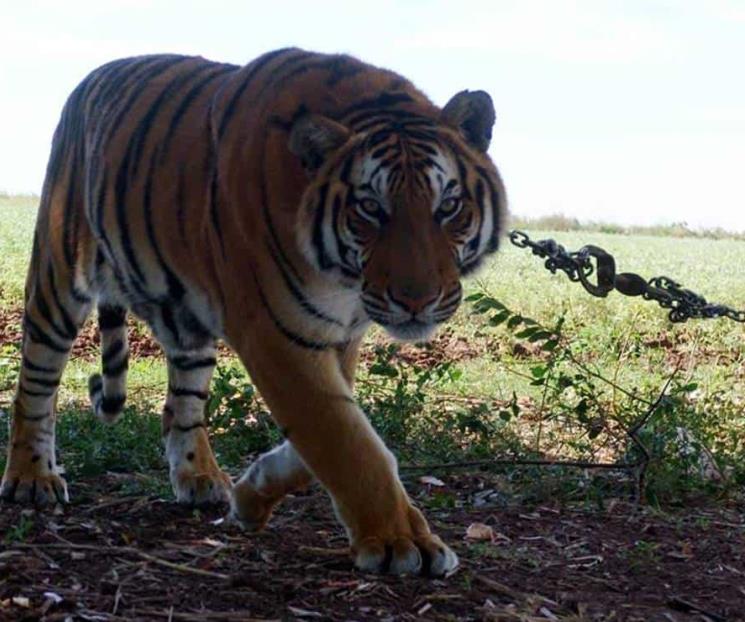 Extienden alerta por tigre suelto en Apaseo el Grande