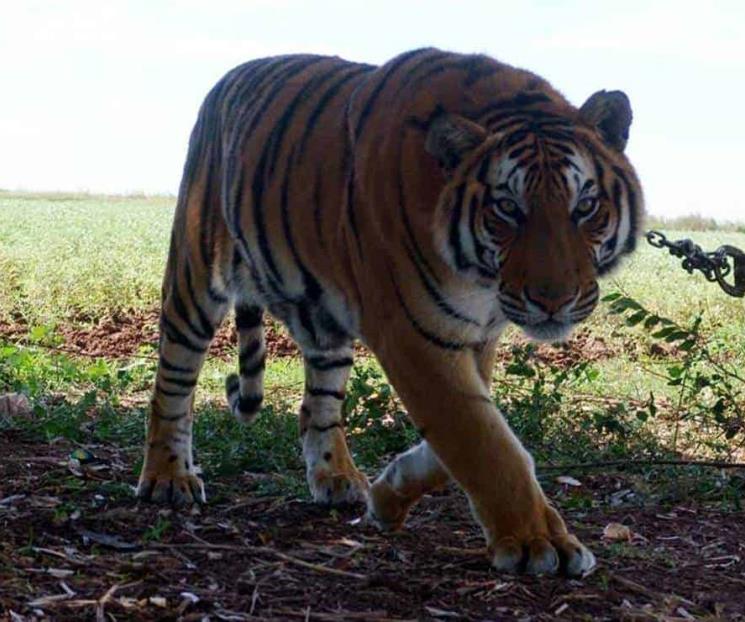 Extienden alerta por tigre suelto en Apaseo el Grande