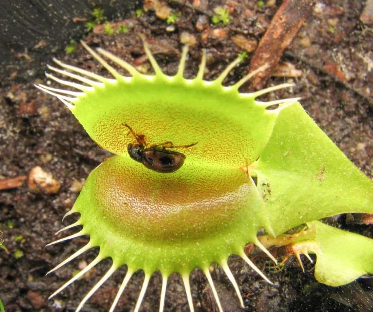 Con neurona artificial controlan a planta carnívora