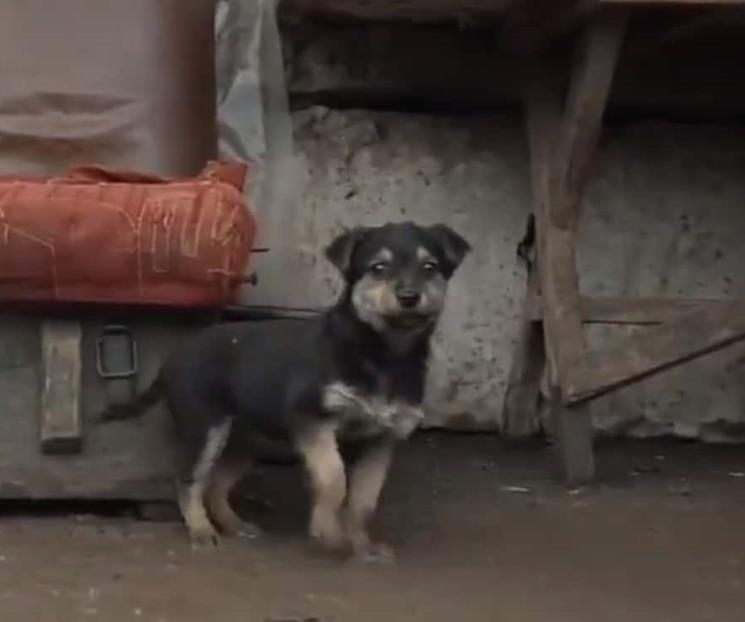 Rambo, cachorro adoptado que cuida a soldados ucranianos