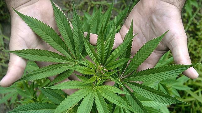 Buscan replicar marco legal sobre cannabis