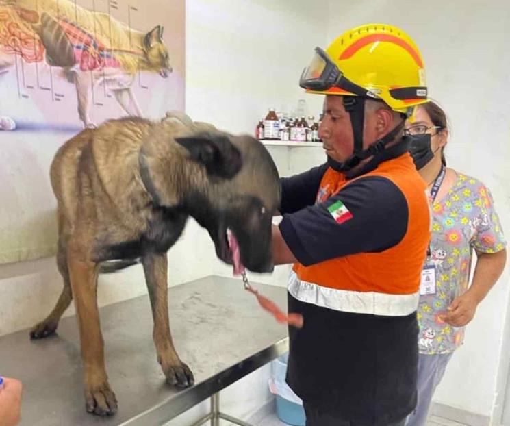 Rescatan a canino de incendio en Escobedo