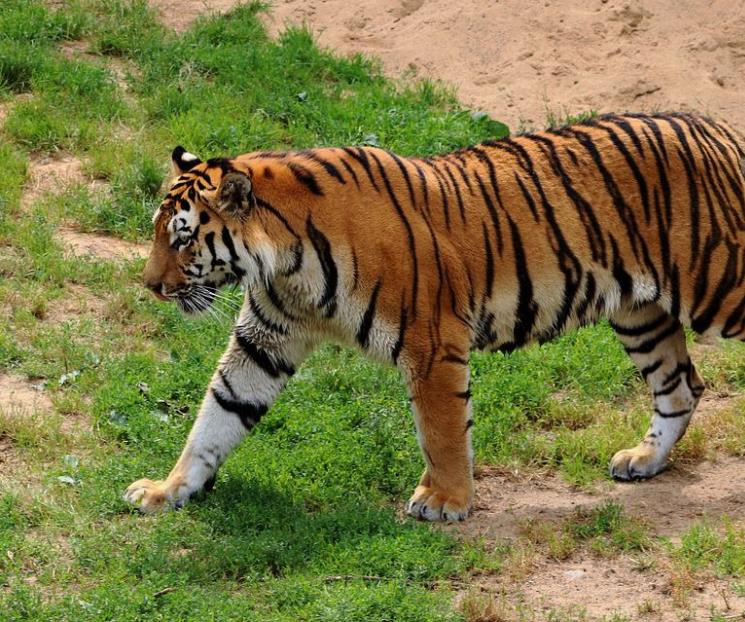 Capturan a tigre en Querétaro que atacó animales de granja
