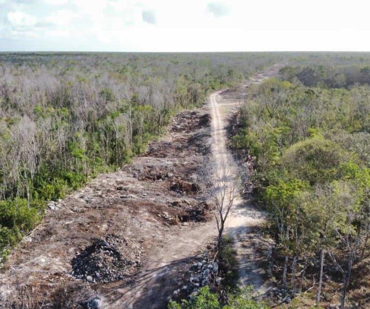 Avanza deforestación en la selva maya