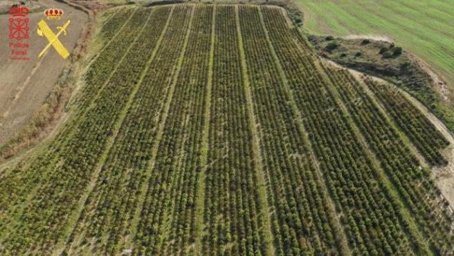 España desmantela la mayor plantación de cáñamo