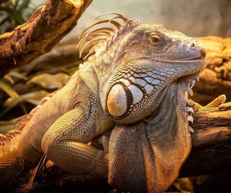 Más de quinta parte de los reptiles están en peligro