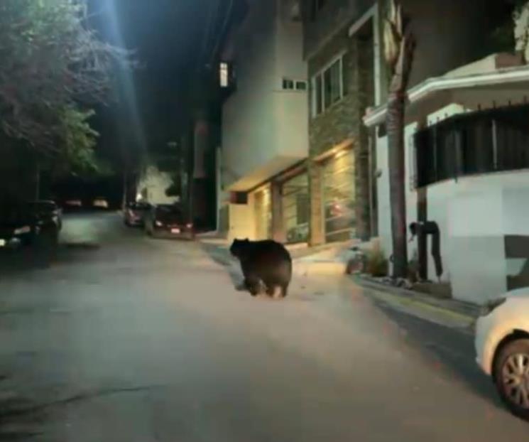 Captan a oso en calles de Cd Satélite en Monterrey