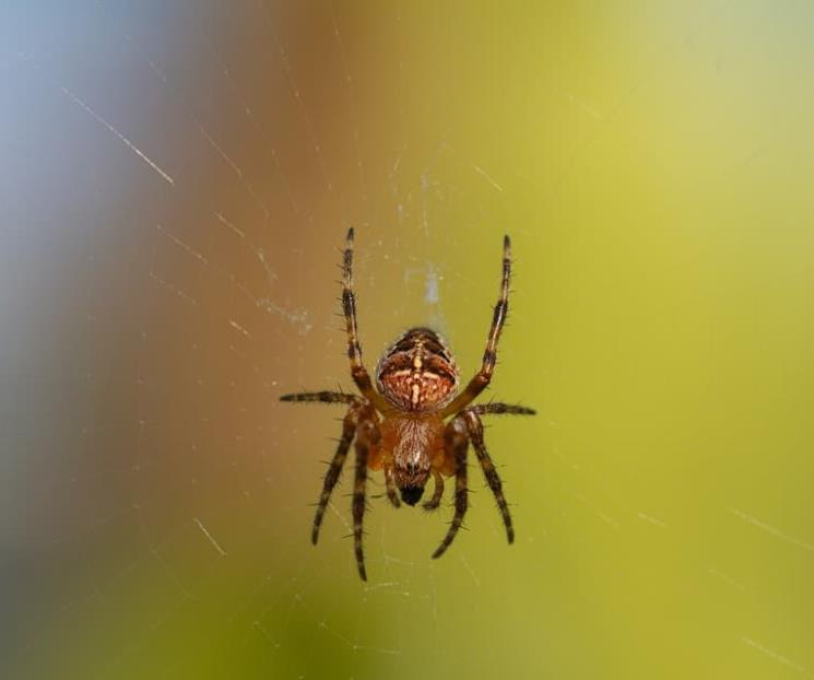 ¿Canibalismo sexual? Arañas macho huyen de sus depredadoras