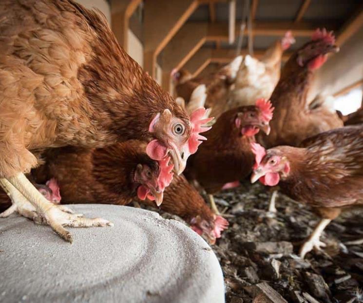 Reportan caso humano de gripe aviar H5N1 en Colorado