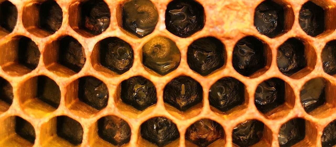 Buscan disminuir pérdidas en la producción de miel
