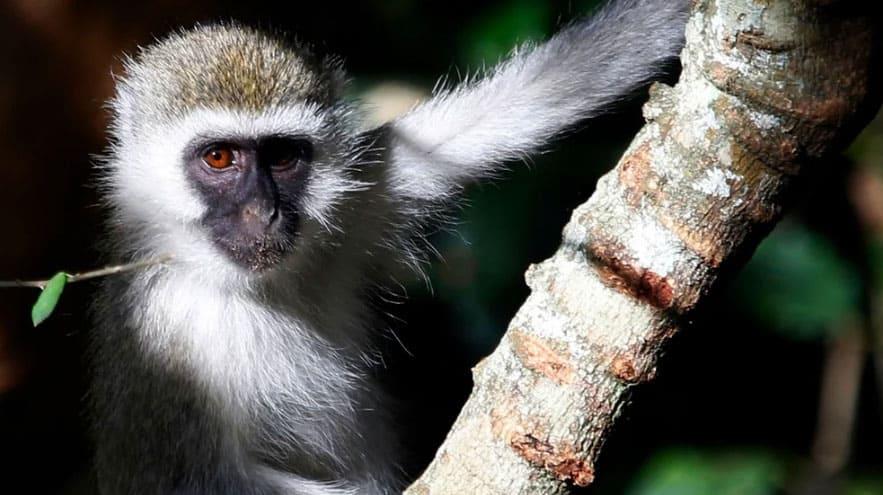 Registra Reino Unido primer caso humano de viruela de mono
