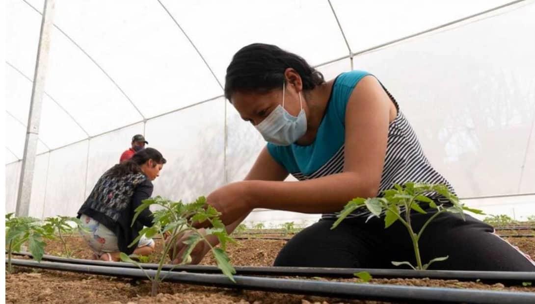 Buscan fortalecer cultivo de tomate en San José del Progreso